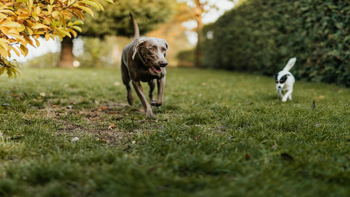 Behavioral Reasons for Dogs Licking Paws