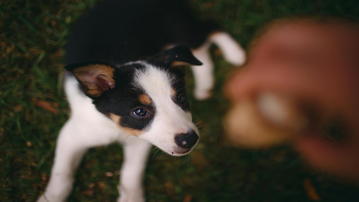 Positive Reinforcement in Training Your English Springer Spaniel