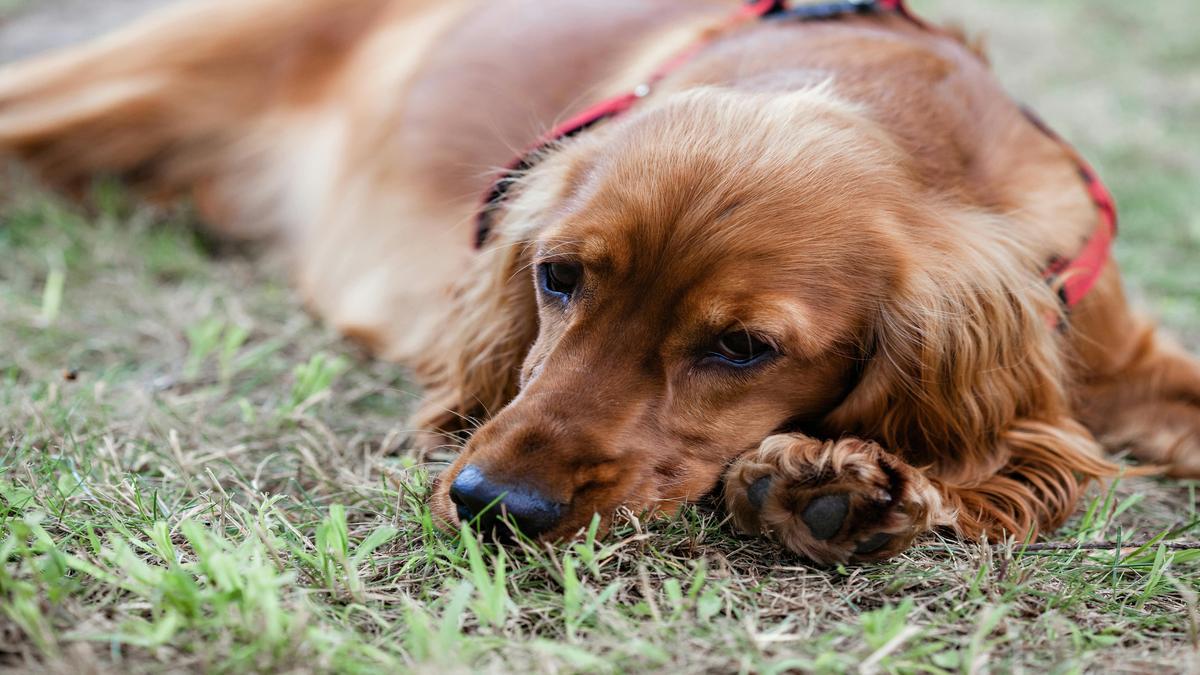 Prioritizing Cocker Spaniel Health Care