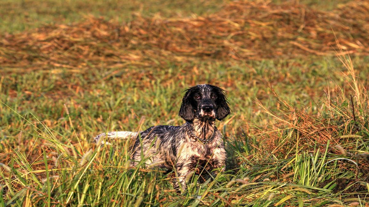 The Energetic Nature of the English Springer Spaniel