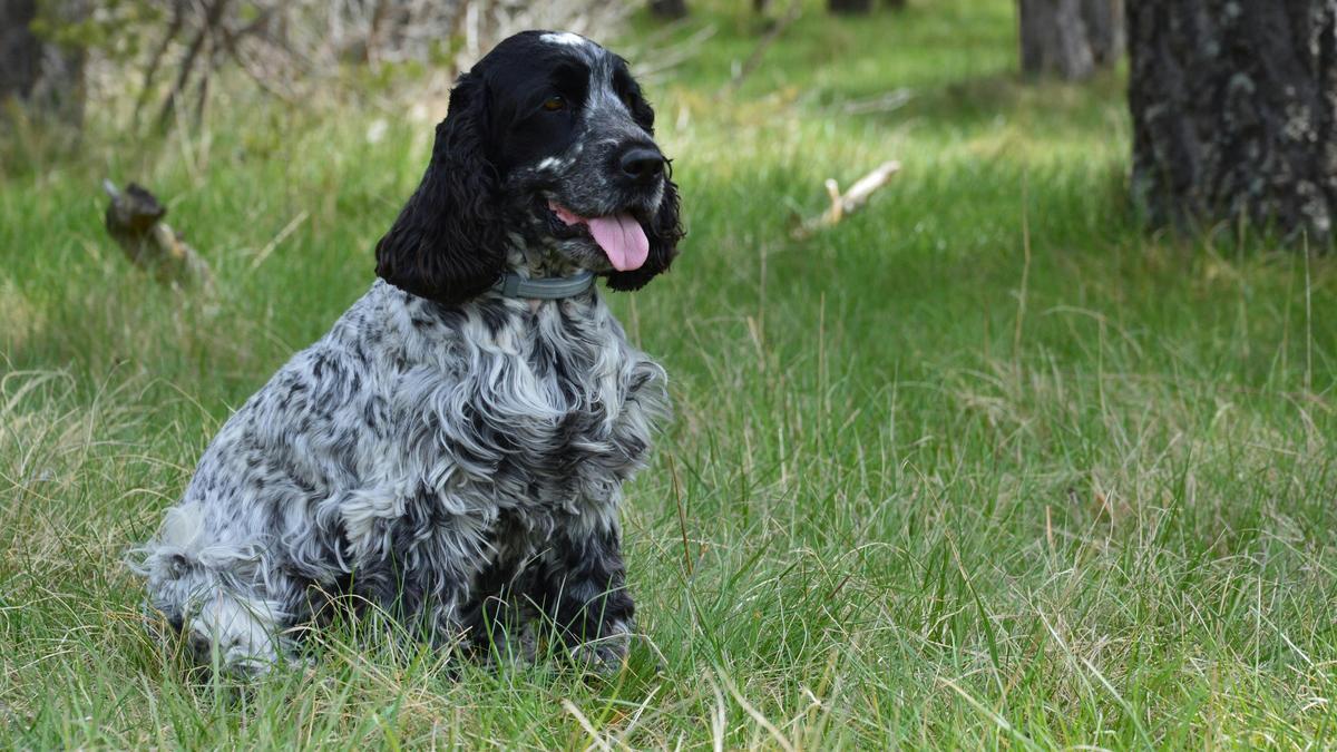 The English Springer Spaniel as a Loyal Family Pet