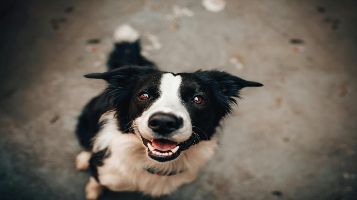 Understanding Canine Anxiety and Stress