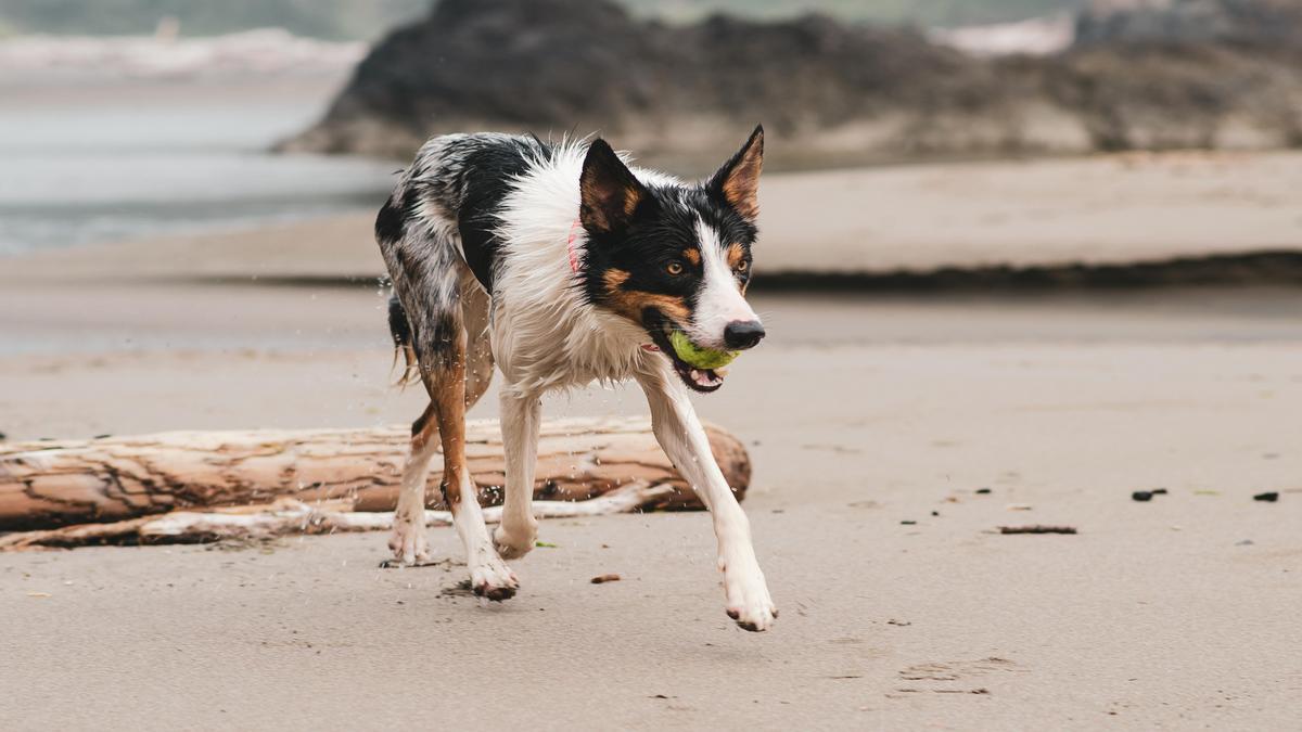 Border Collie Behavior