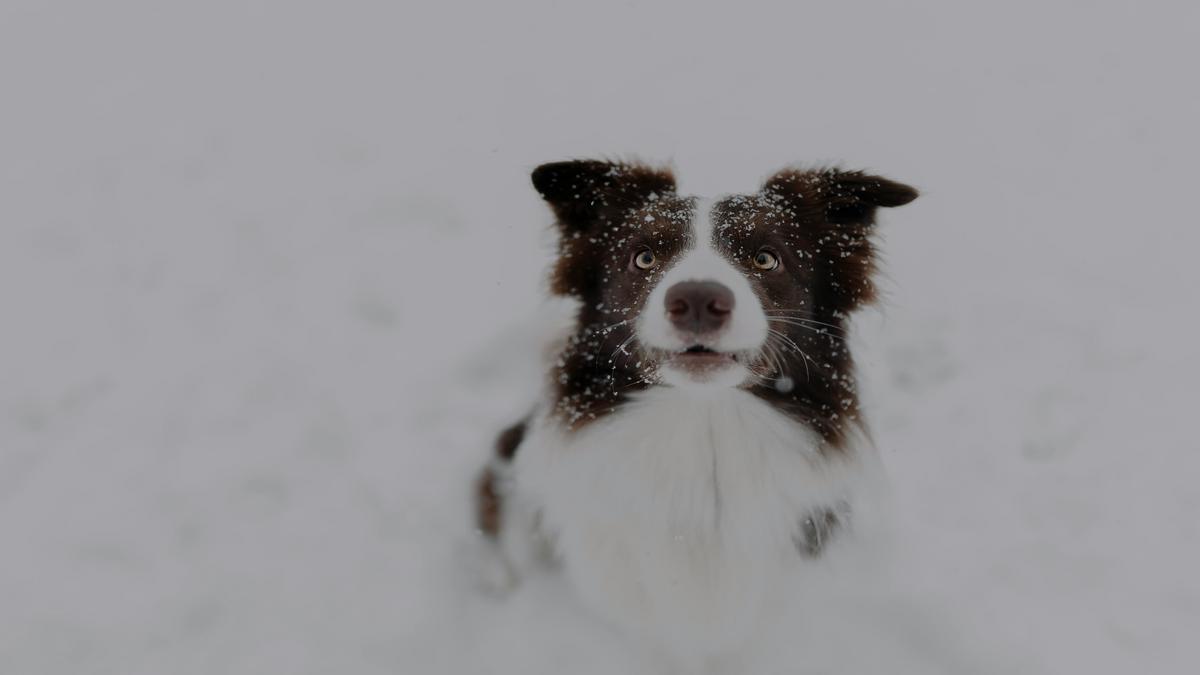 Border Collie Communication