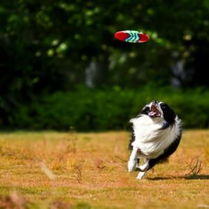 Border Collie: The Most Intelligent Dog Breed