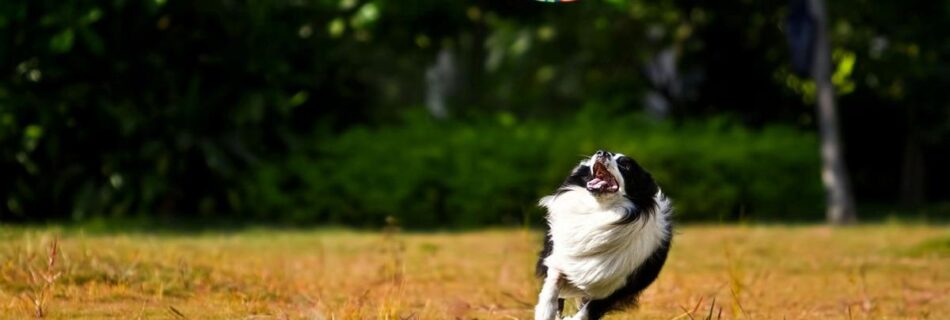 border-collie-the-most-intelligent-dog-breed