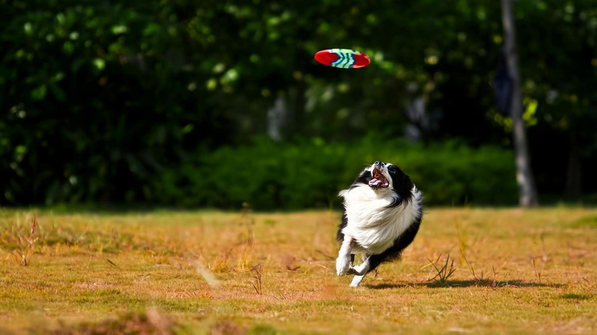 border-collie-the-most-intelligent-dog-breed