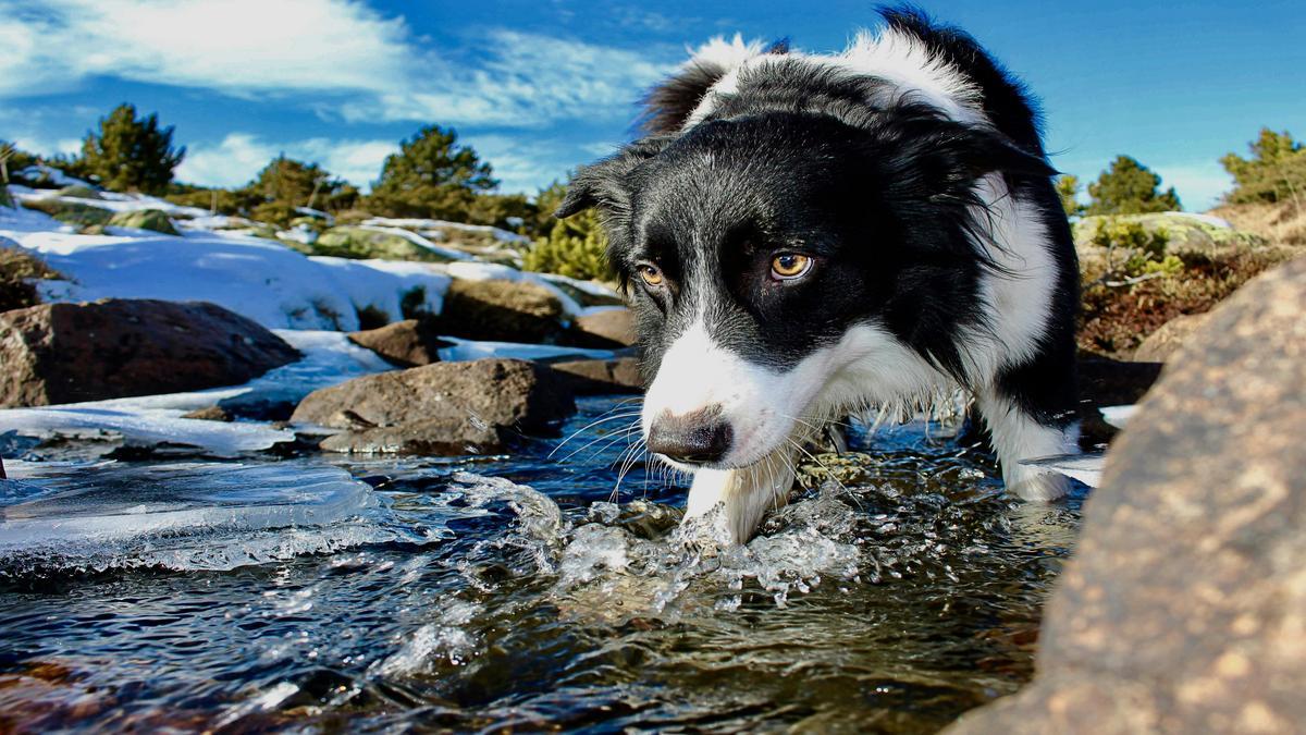 Border Collie Traits