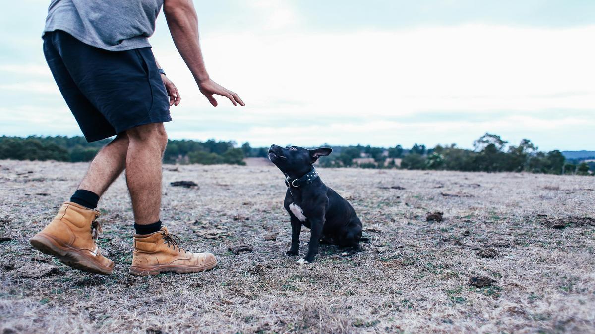 Exercise as a Key Factor in Boosting Dog Energy Levels