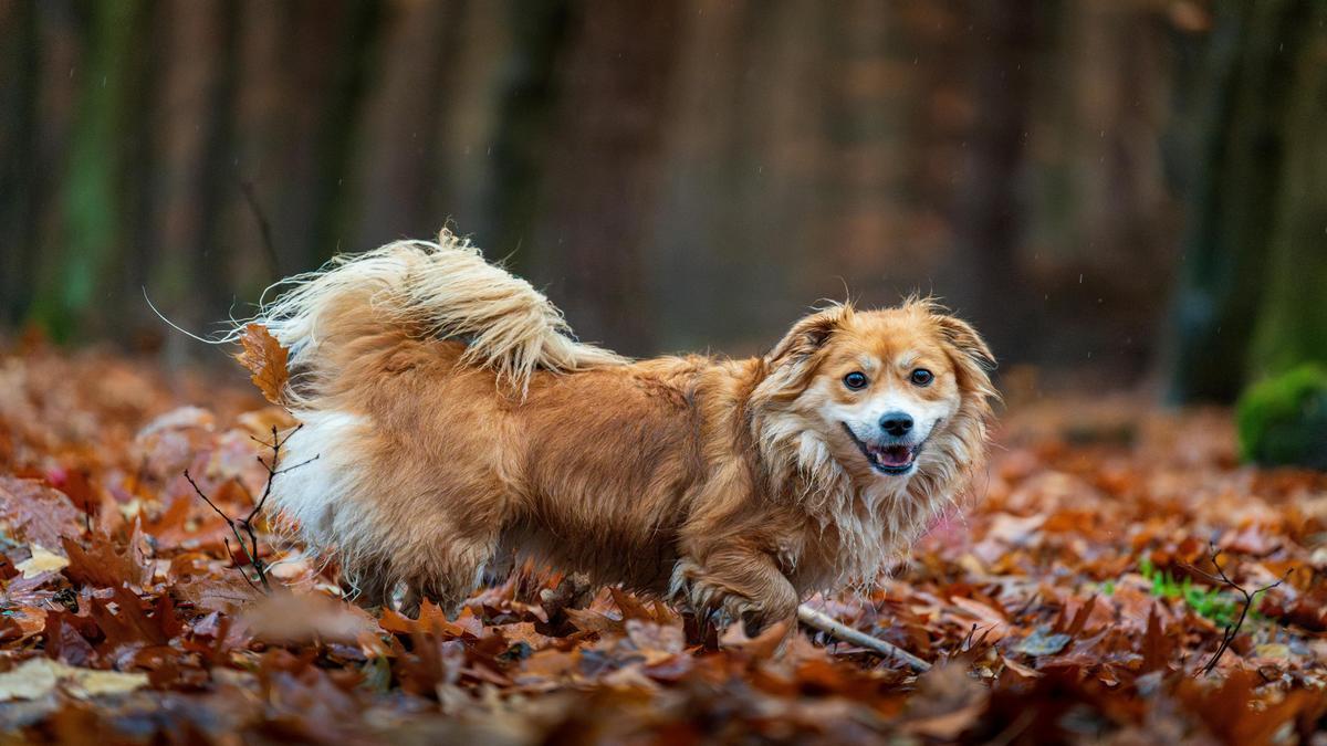 Identifying the Root Cause of Your Dog's Constant Scratching