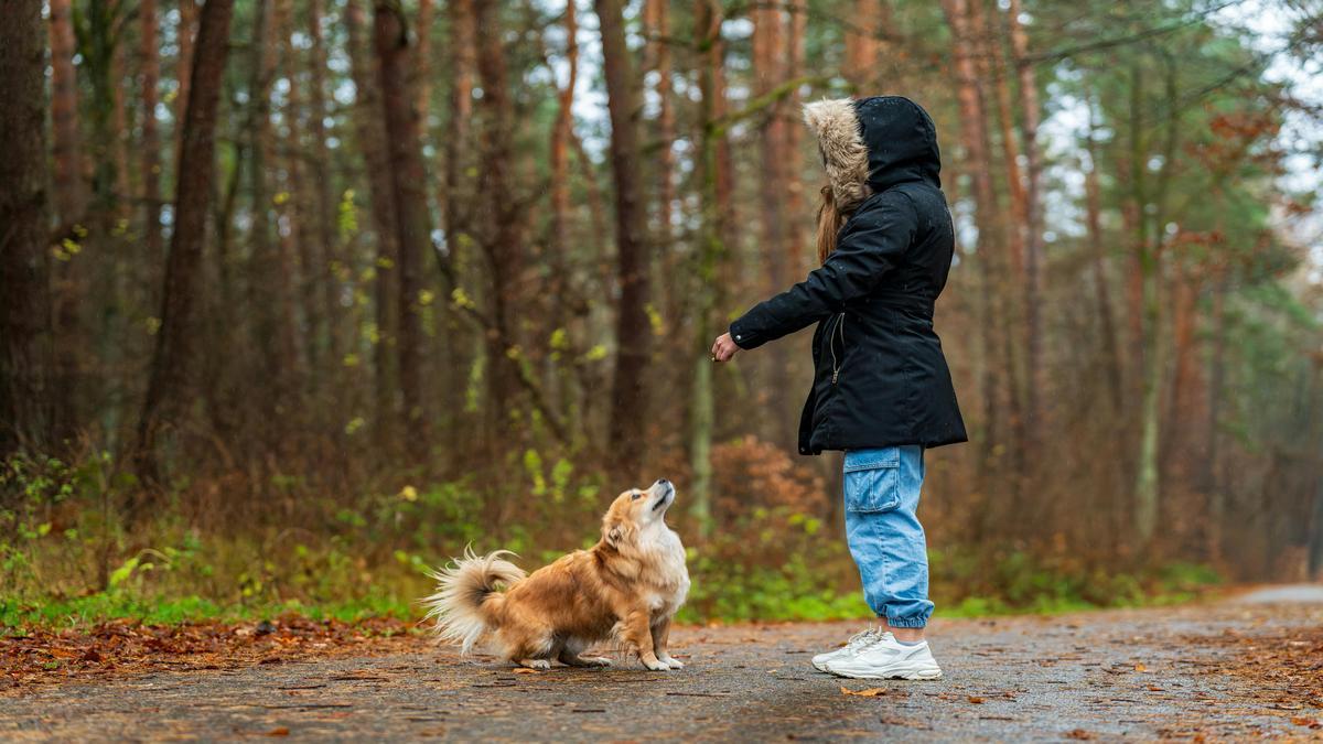 why-is-my-dog-constantly-scratching?